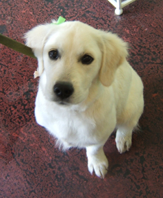 Small_dog_green_bow