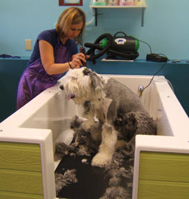 sheepdog_cutting